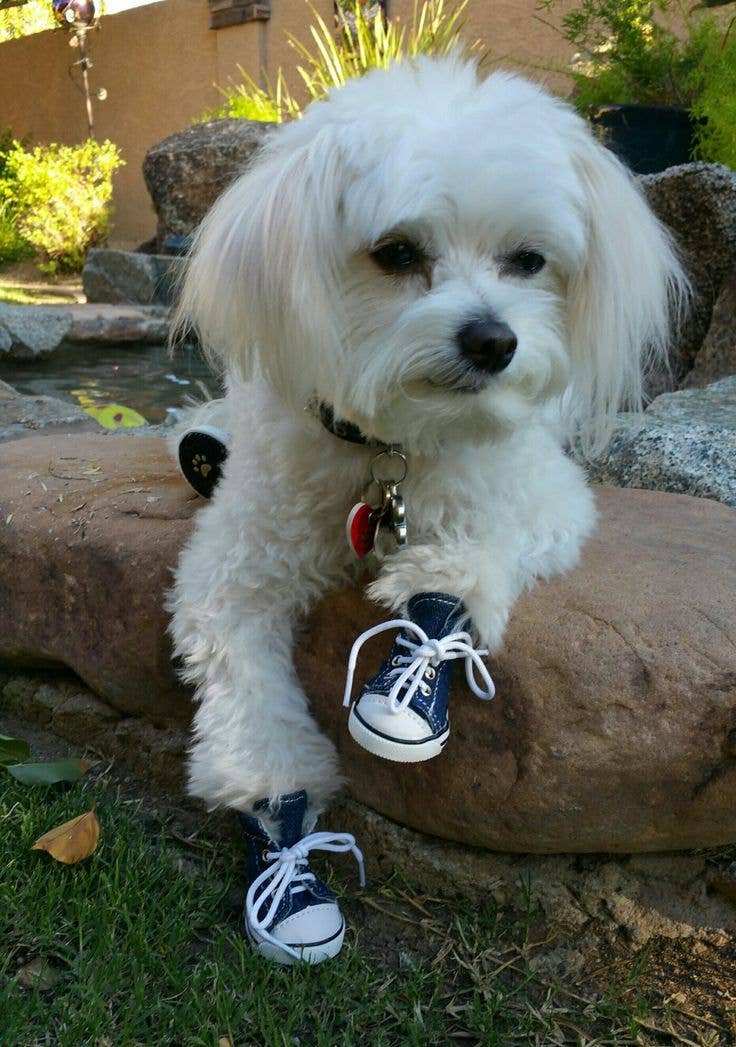 Zoomies Dog Sneakers