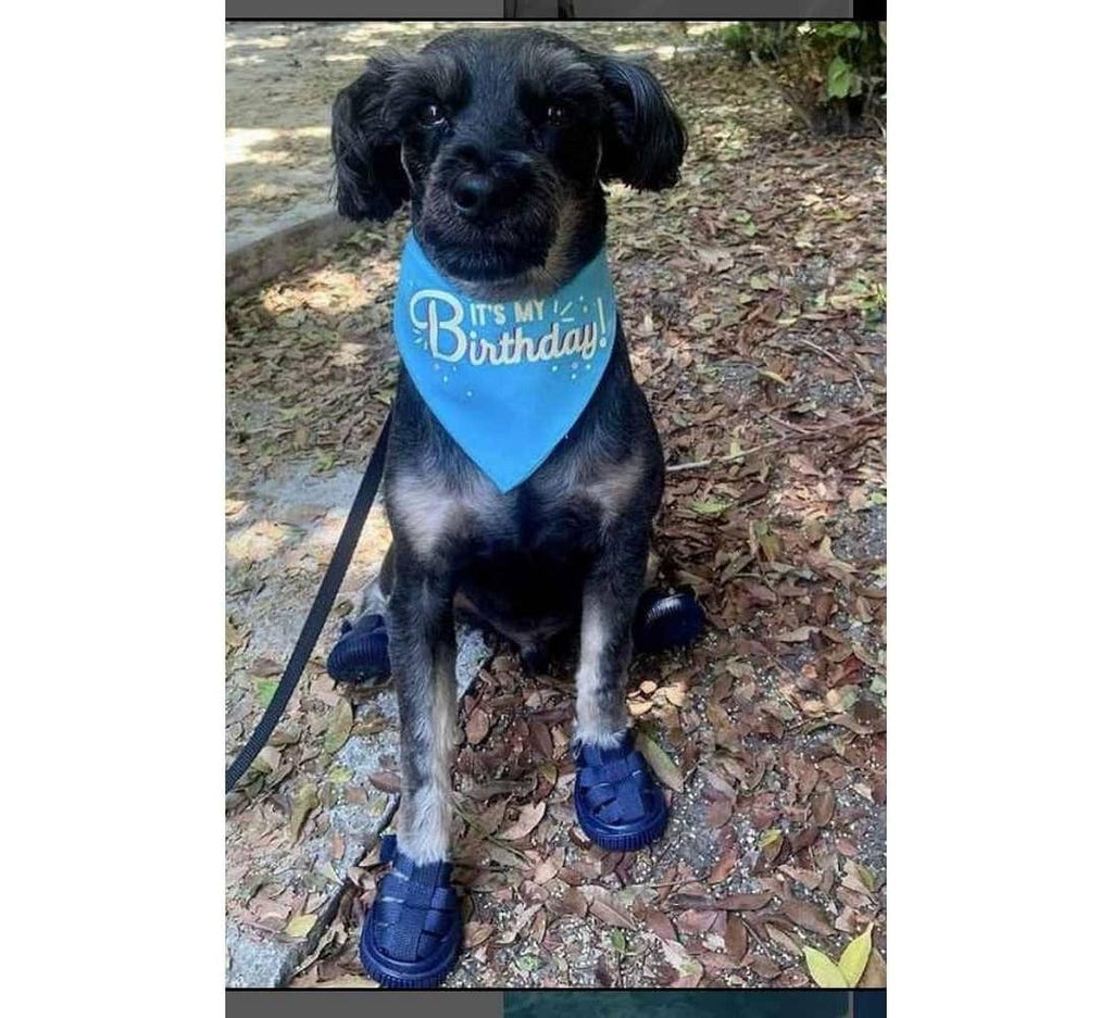 Gladiator Dog Sandals