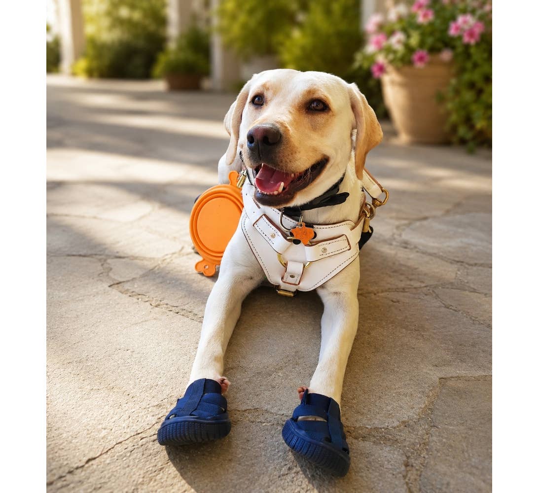 Gladiator Dog Sandals