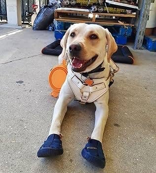 Gladiator Dog Sandals