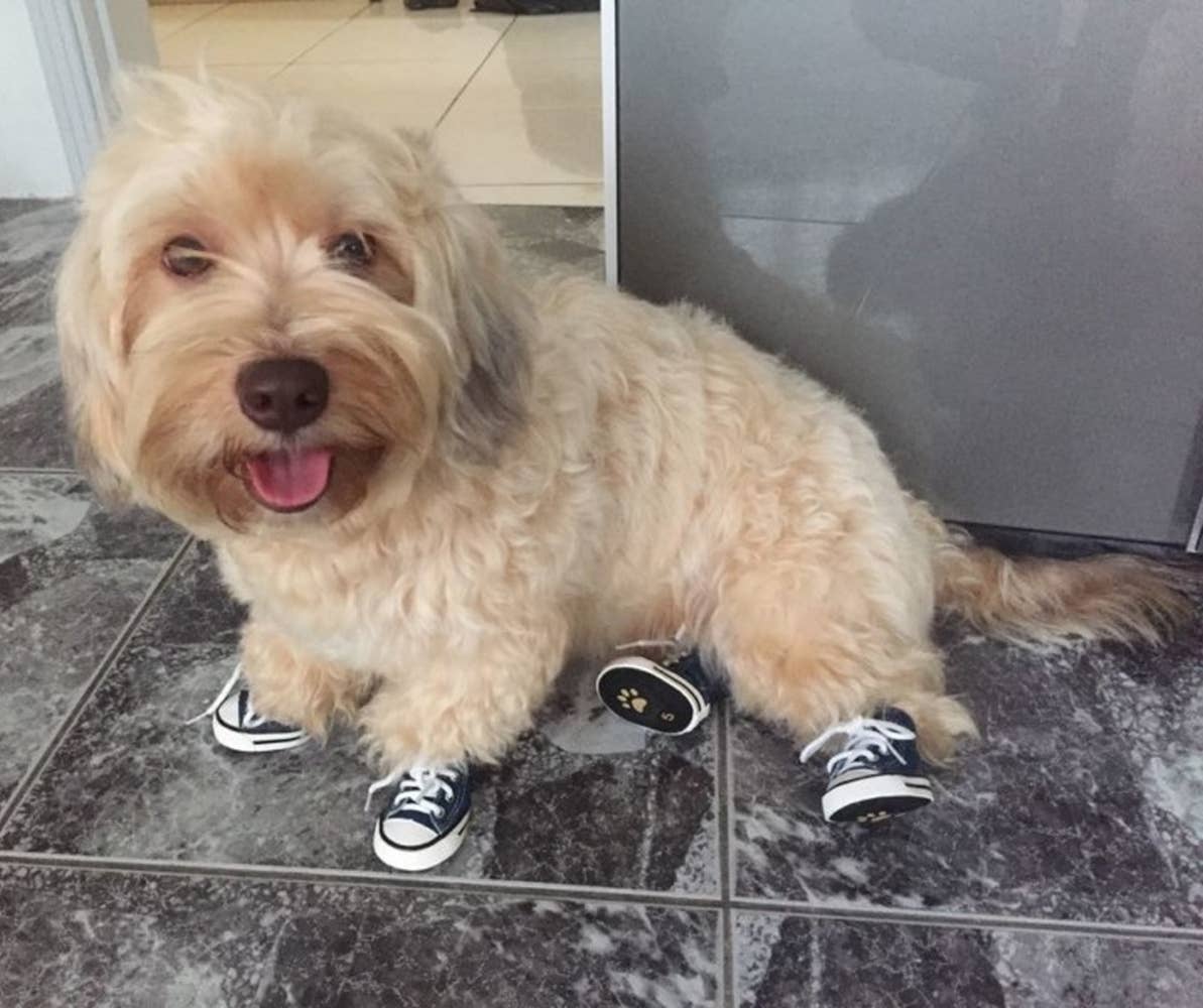 Zoomies Dog Sneakers