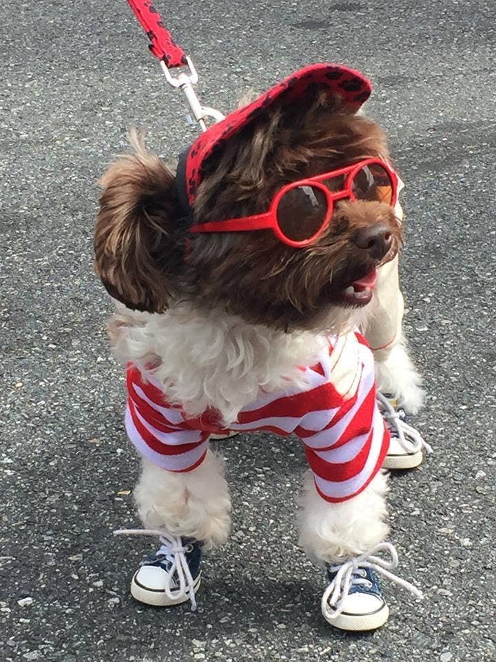 Zoomies Dog Sneakers
