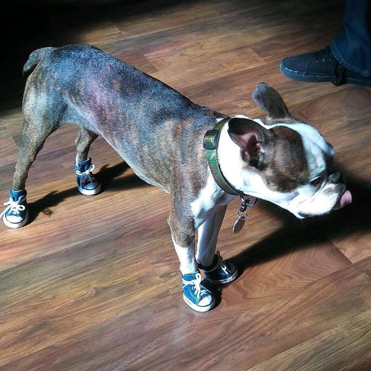 Zoomies Dog Sneakers