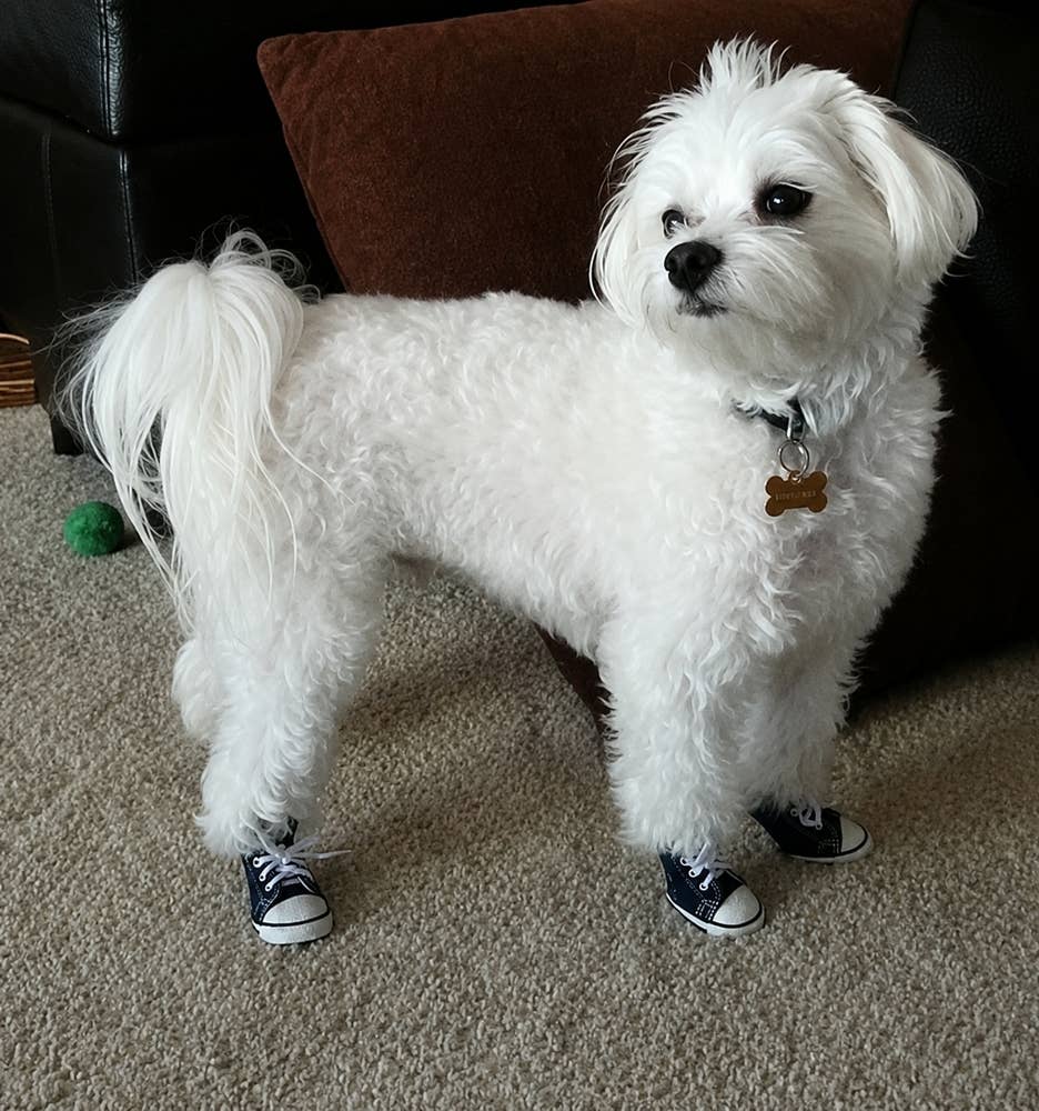 Zoomies Dog Sneakers