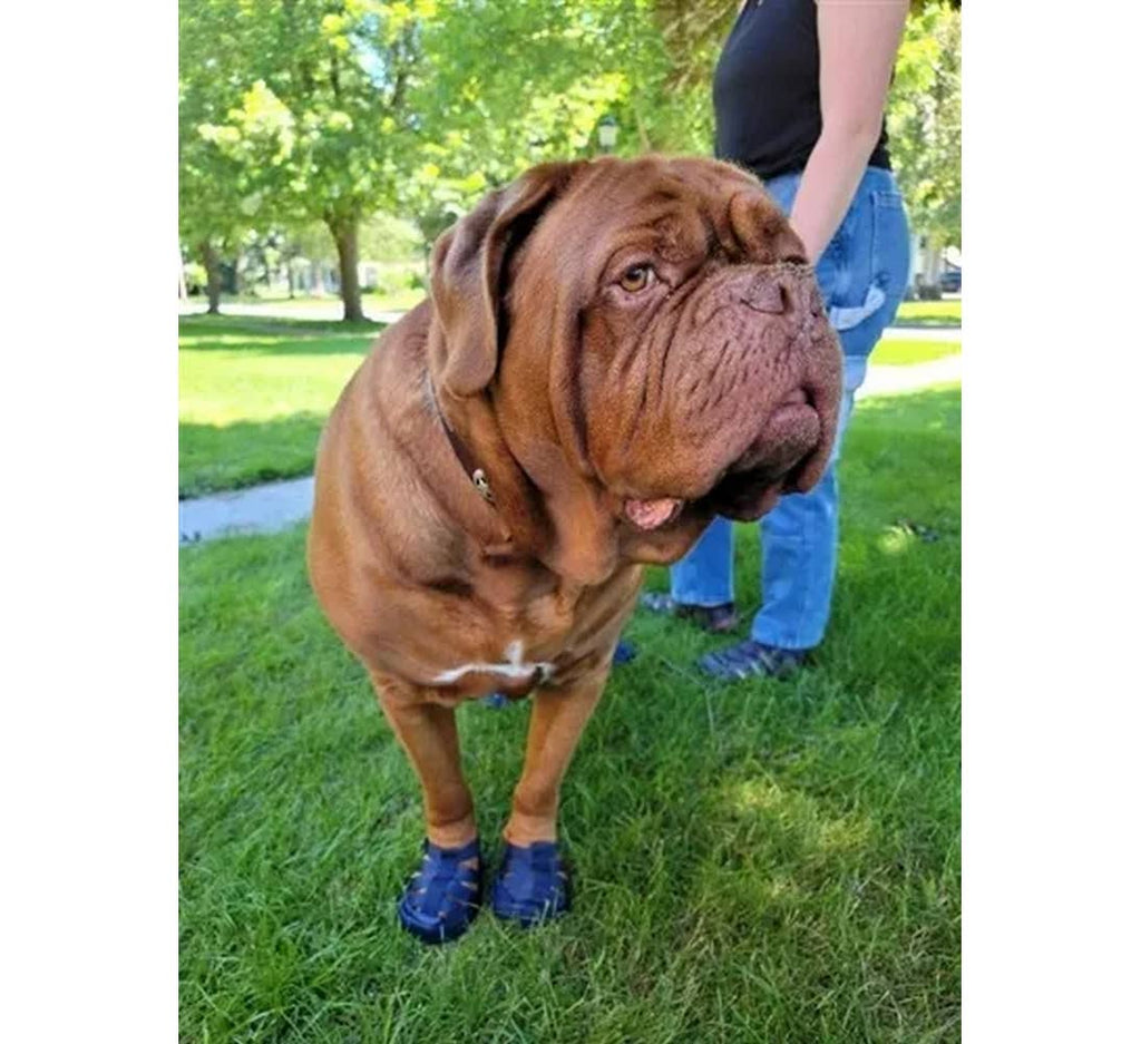 Gladiator Dog Sandals
