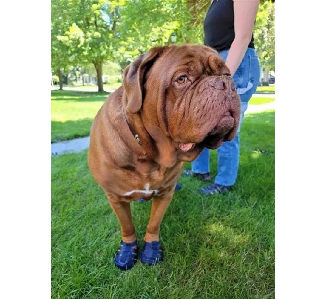Gladiator Dog Sandals